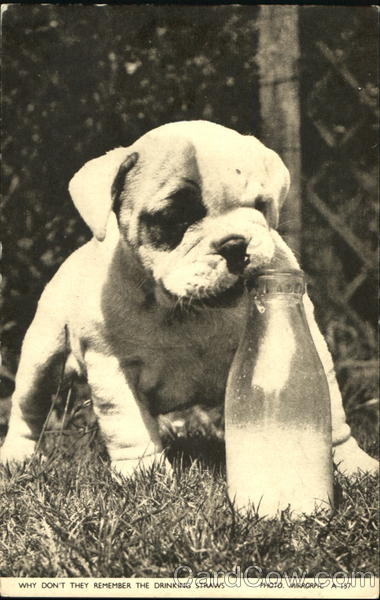 Why Don't They Remember The Drinking Straws Dogs