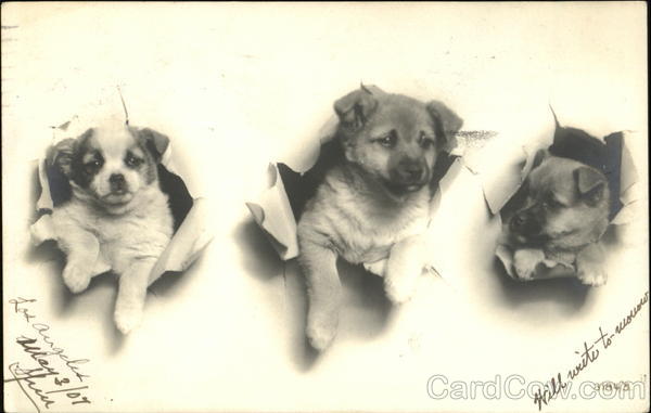 Puppies in Wrapping Paper Dogs