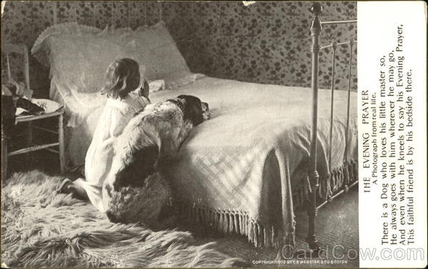 The Evening Prayer Dogs