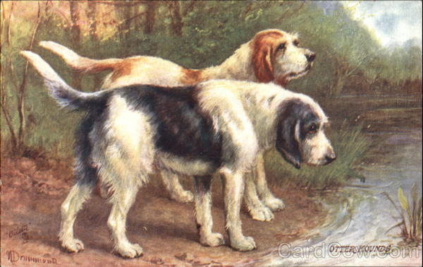 The Otter Hound Dogs