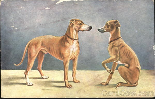 Two dogs