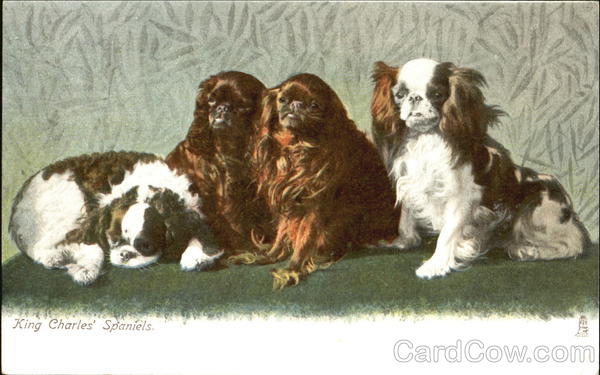 King Charles' Spaniels Dogs