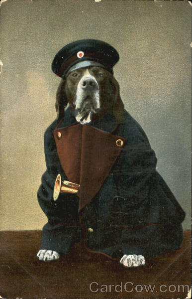 Dog in Band Uniform Dogs