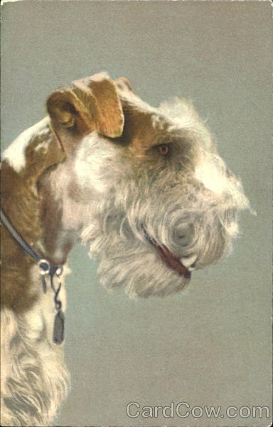 Fox Terrier Dogs