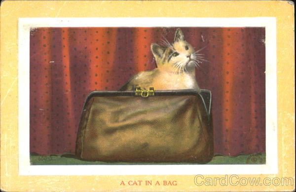 A Cat In A Bag Cats