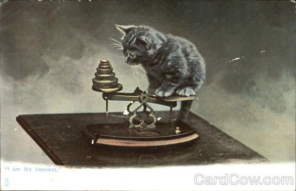 I Am The Heaviest Cats