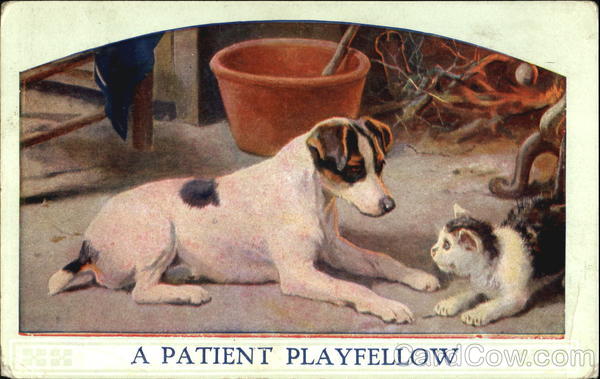 A Patient Playfellow Cats