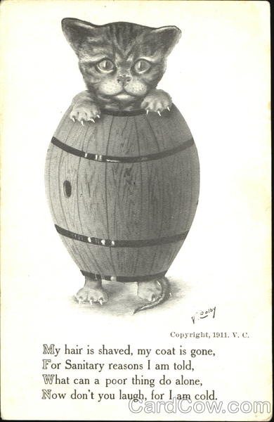 Cat In Barrel Cats