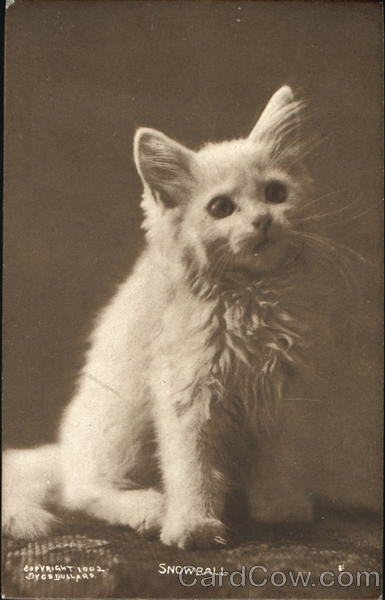 Snowball Cats