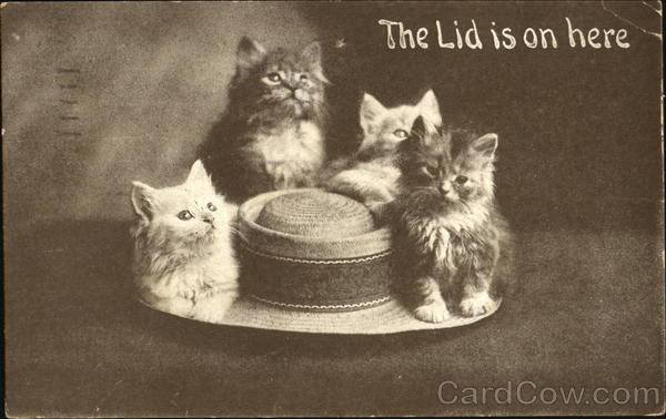 The Lid Is On Here Cats
