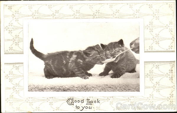 Good Luck To You Cats