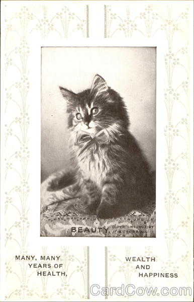 Beauty Cats