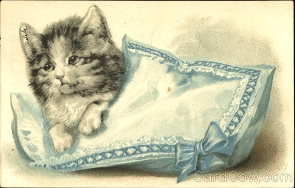 Kitten on Blue Pillow Cats