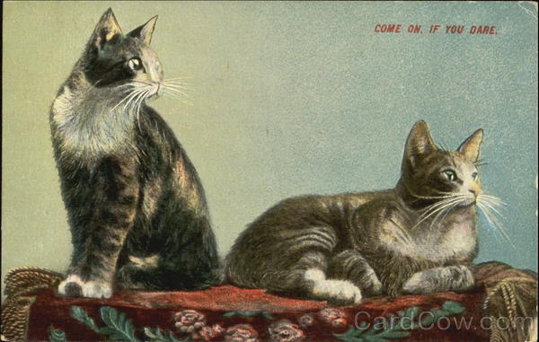 Come On If You Dare Cats