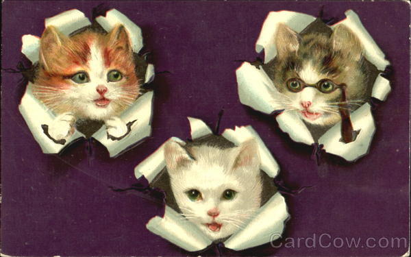 Kittens with Heads through wrapping paper Cats
