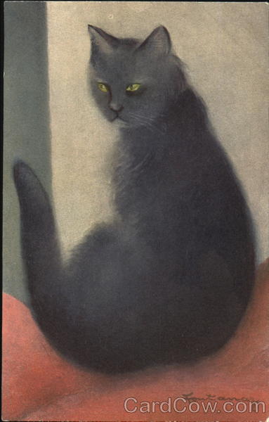 Black Cat Cats