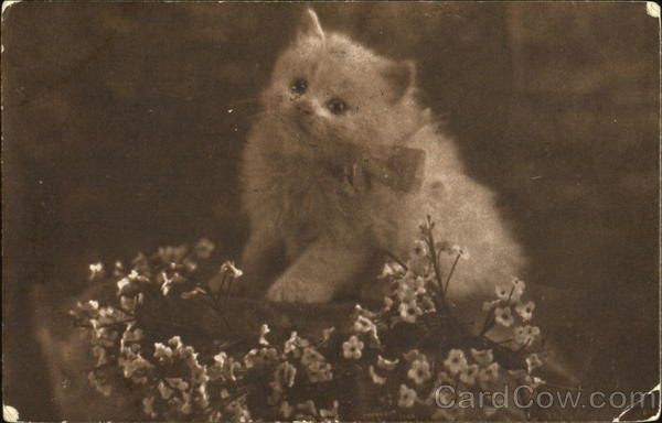 White Kitten with Flowers Cats