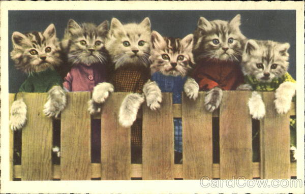 Kittens on a Fence Brooklyn New York