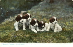 Spaniel Puppies Expectation Postcard