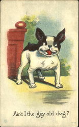Ain't I The Gay Old Dog? Postcard