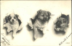 Puppies in Wrapping Paper Postcard