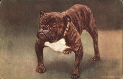 Bulldog Dogs Postcard Postcard