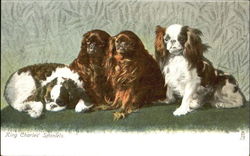 King Charles' Spaniels Postcard