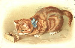 Curious Cat Watches Mousetrap Postcard
