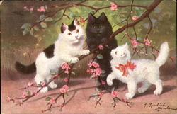 Cats in Spring Blossoms Postcard