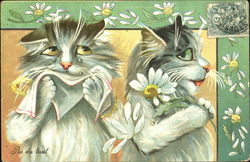 Pas Du Tout Cats Postcard Postcard