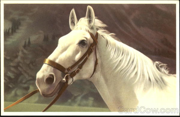 White Horse Horses