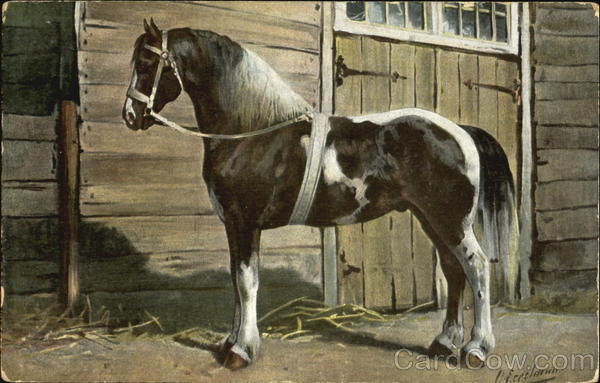O. Eerelman Danish Horse Horses