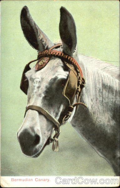 Bermudian Canary Horses