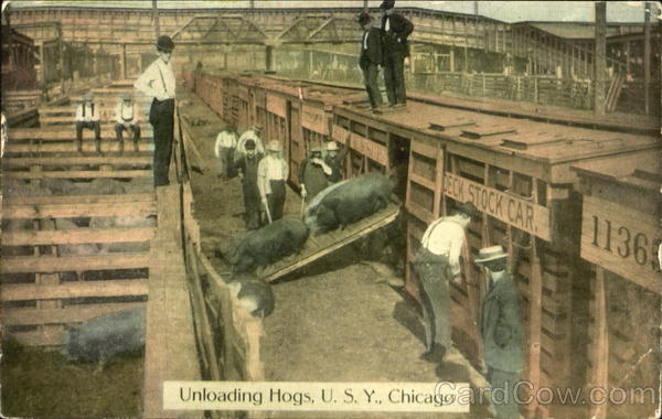 Unloading Hogs U.S.Y Chicago Illinois
