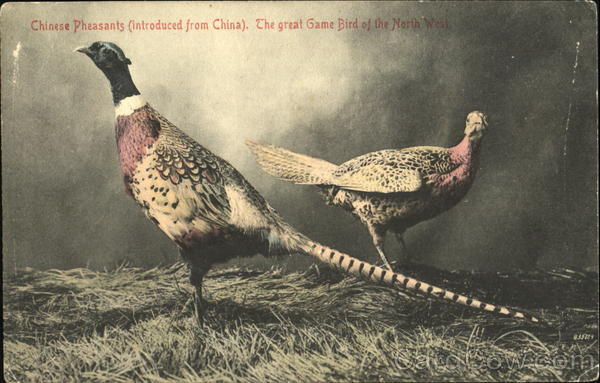 Chinese Pheasants Birds