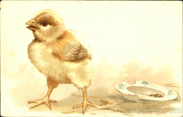 Chick Helen Maguire Birds