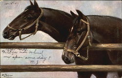 Two Horses Postcard