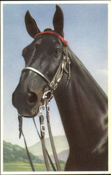 Black Horse Horses Postcard Postcard