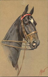 Horse Postcard