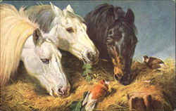 The Frugal Meal Horses Postcard Postcard