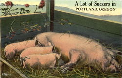 A Lot Of Suckers In Portland Postcard