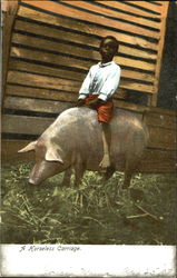 A Horseless Carriage Pigs Postcard Postcard