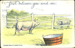 Just Between You And Me Pigs Postcard Postcard