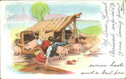 Farm Pigs Postcard Postcard