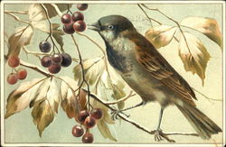 Bird Postcard