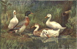 Ducks Postcard