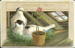 Greetings From Postcard