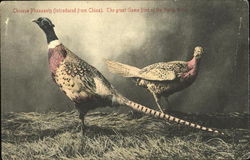 Chinese Pheasants Birds Postcard Postcard