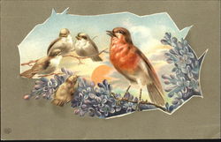 Birds Postcard Postcard