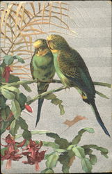 Parakeets Birds Postcard Postcard